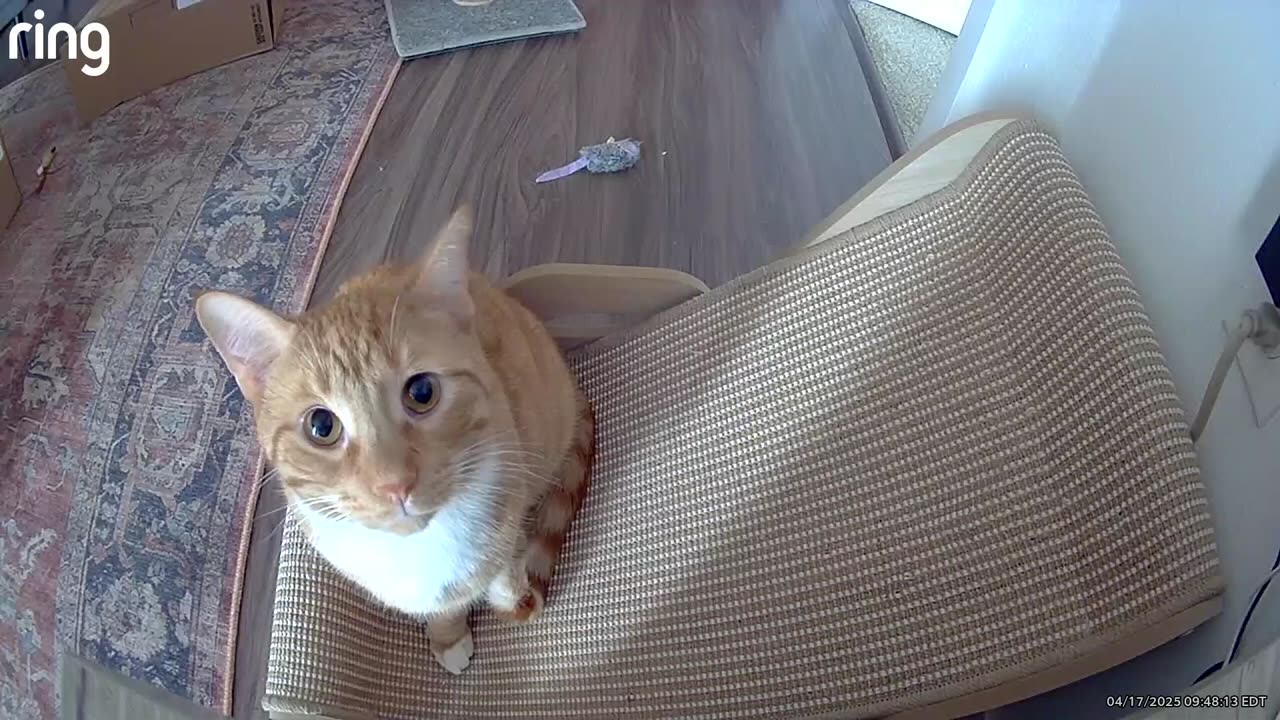 Orange Cats Knock Over Camera