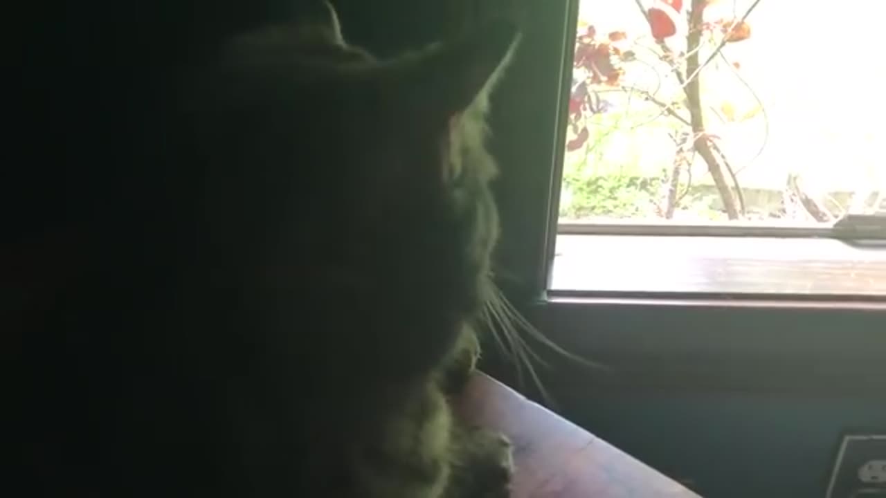 June 9, 2020 - Belle Bells The Cat Discovers a New Happy Place
