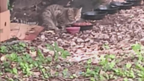 Cat eating
