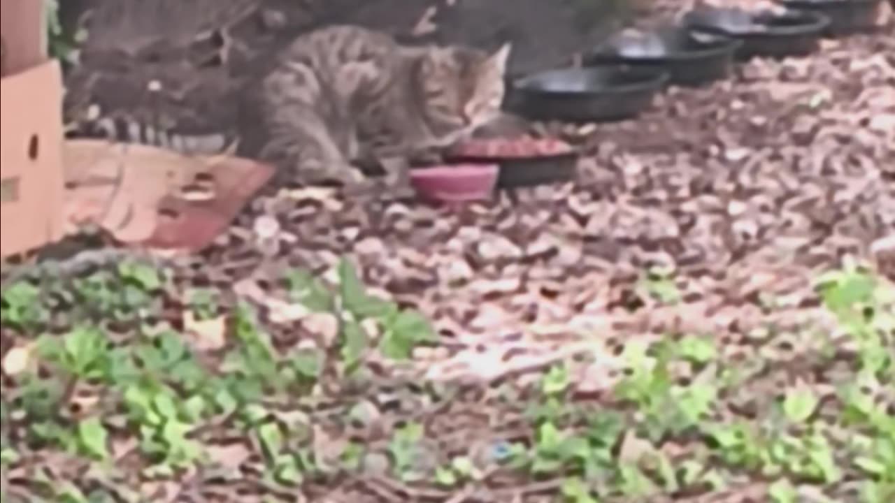 Cat eating