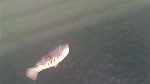 Blowfish magnolia pier