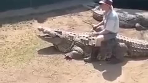 😮🦁 Why Crocodile Handling Is One Of The Most Dangerous Jobs! | FeedMyCuriosity