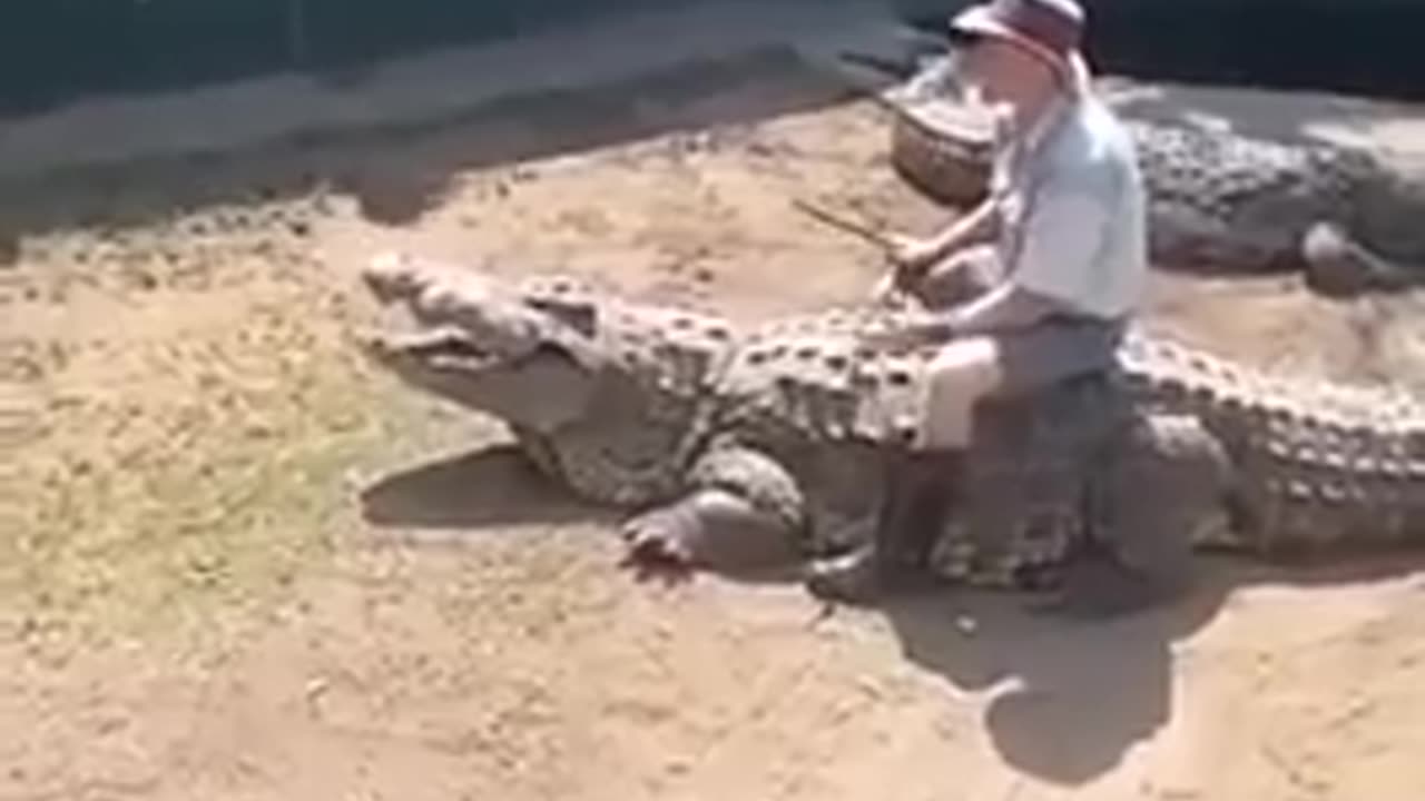 😮🦁 Why Crocodile Handling Is One Of The Most Dangerous Jobs! | FeedMyCuriosity