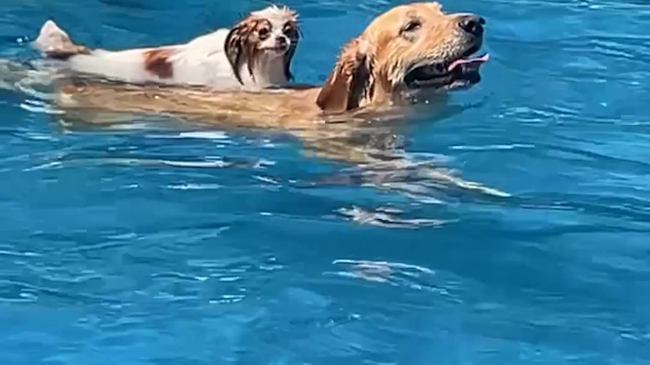 Pup Rides on the Back of a Golden Swimming