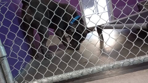 Potato 2y Pet Id 946743 kennel 22 HSSAZ shelter_20250517_130946873