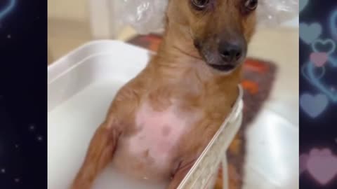 La cachorra y su baño