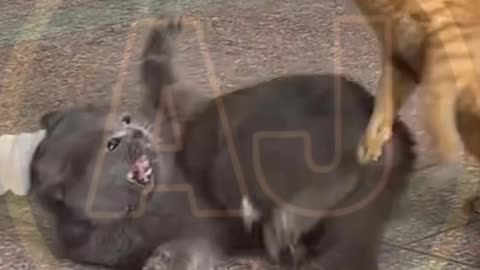 Funny animals video