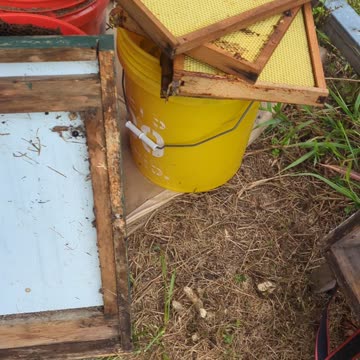 Big Black Widow spider