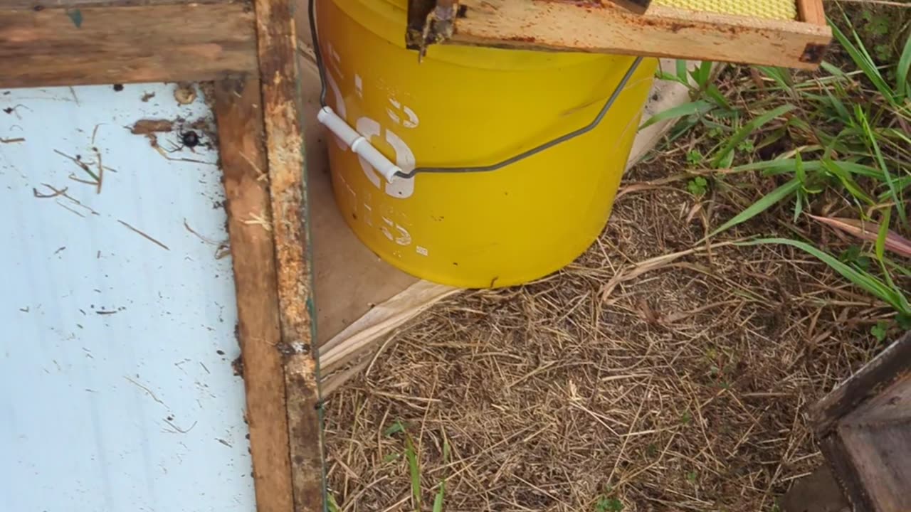 Big Black Widow spider