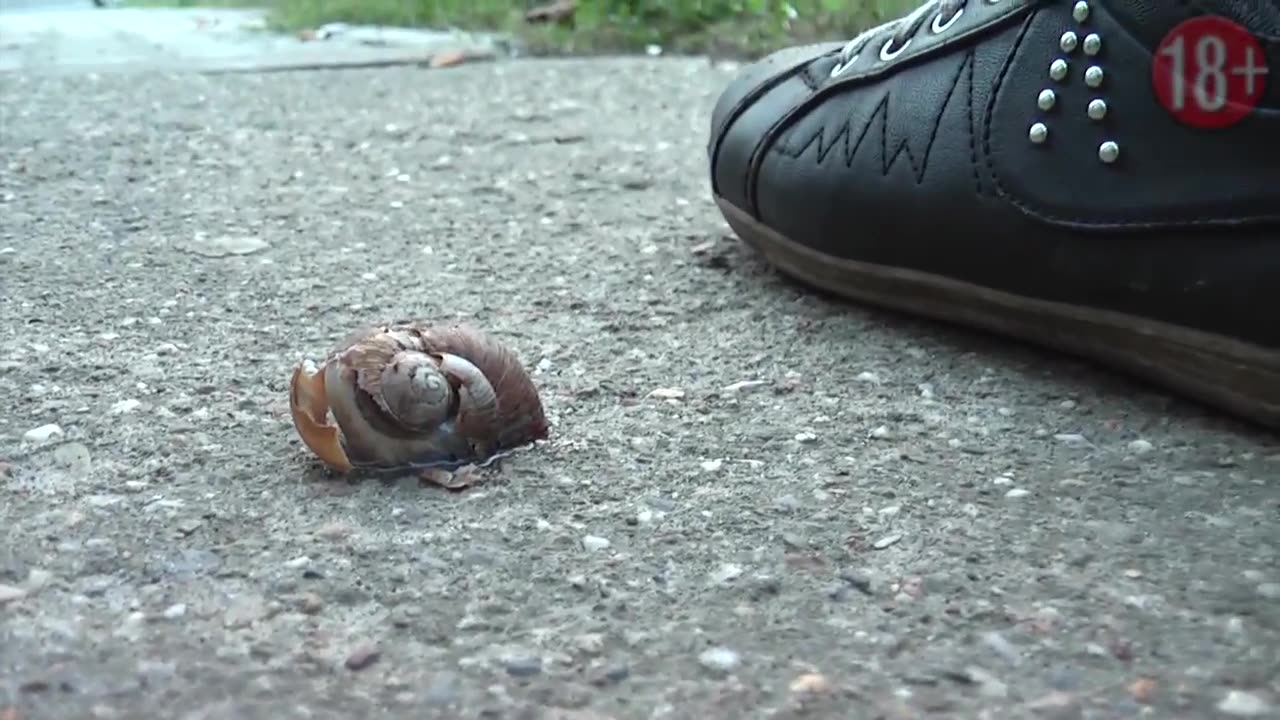 Poor Snail