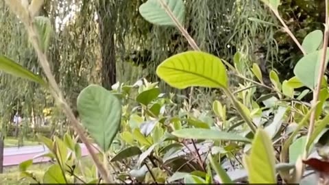 Daily Horoscope | Taurus 🌟