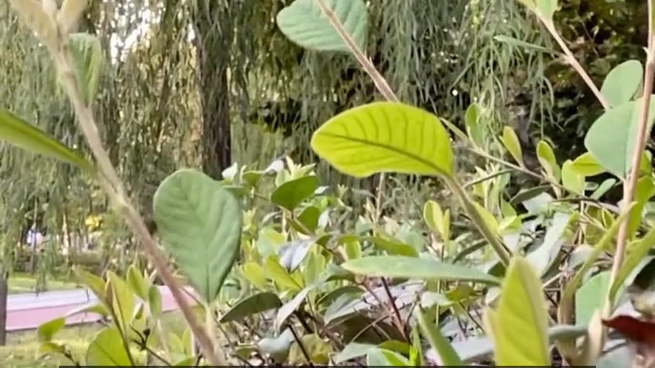 Daily Horoscope | Taurus 🌟