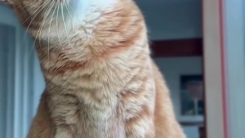 🐱 Cats vs. Balloons 🎈🐱 #cat #funny #cute #938