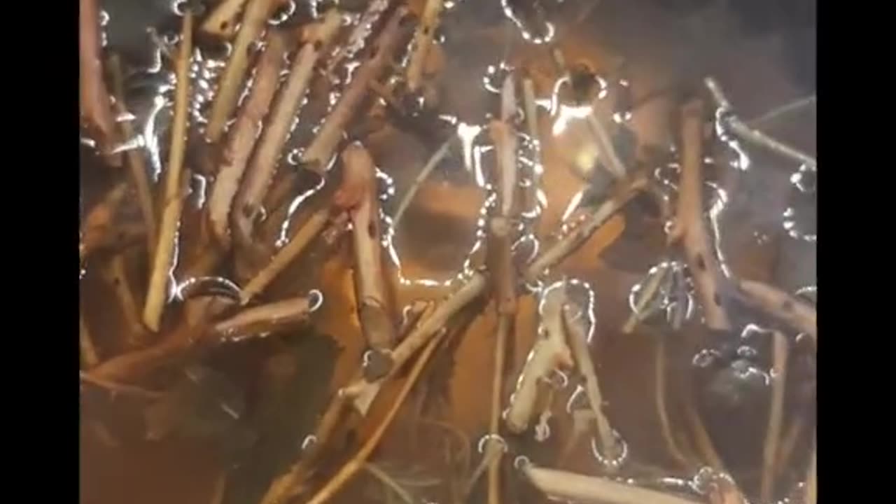 Herbatka z gałązek malin