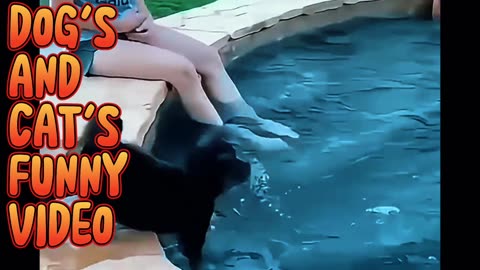 DOG'S and CAT'S FUNNY video 😀😀😀