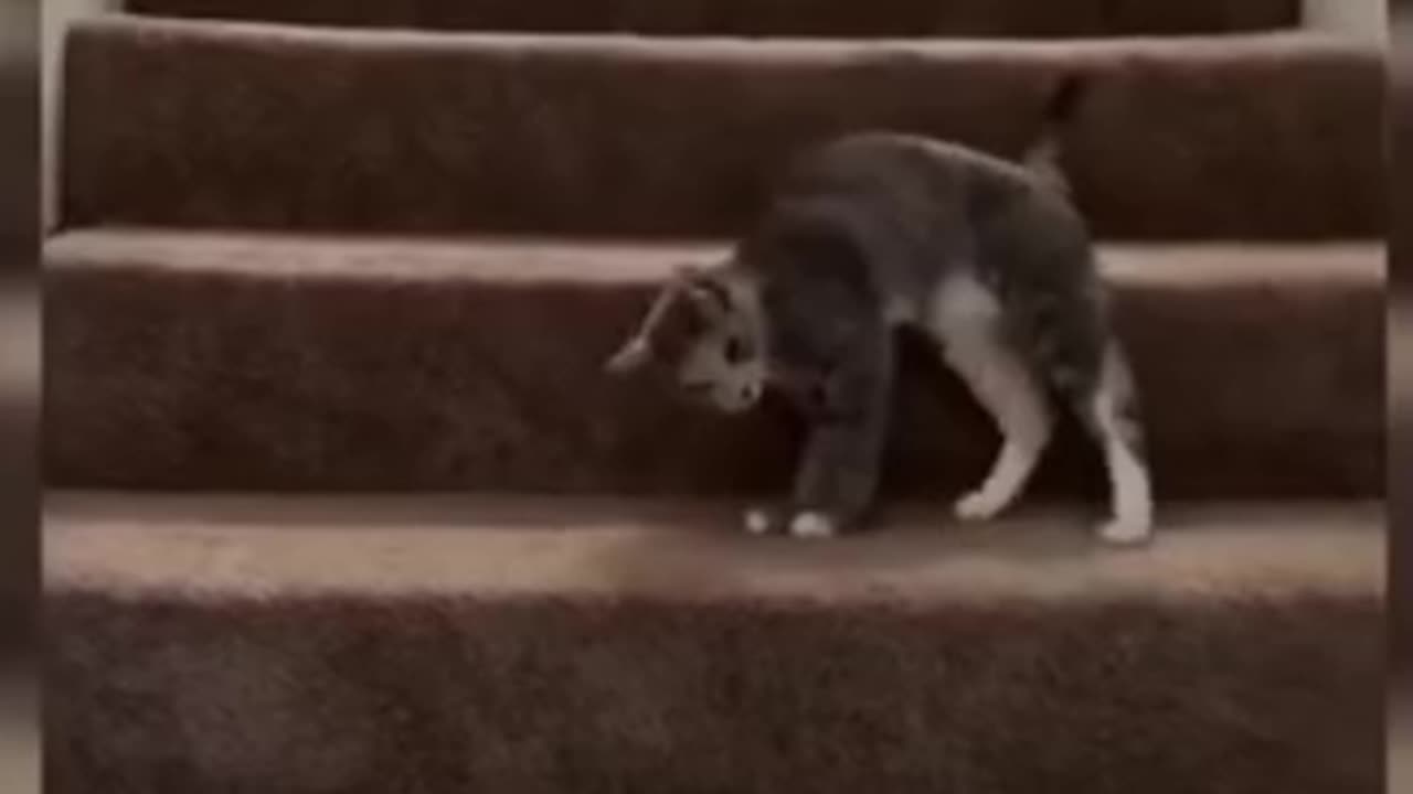 Funny videos 🤣 of boring cats