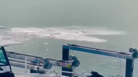 😂🐬 Insane Dolphin Toss! | FunFM