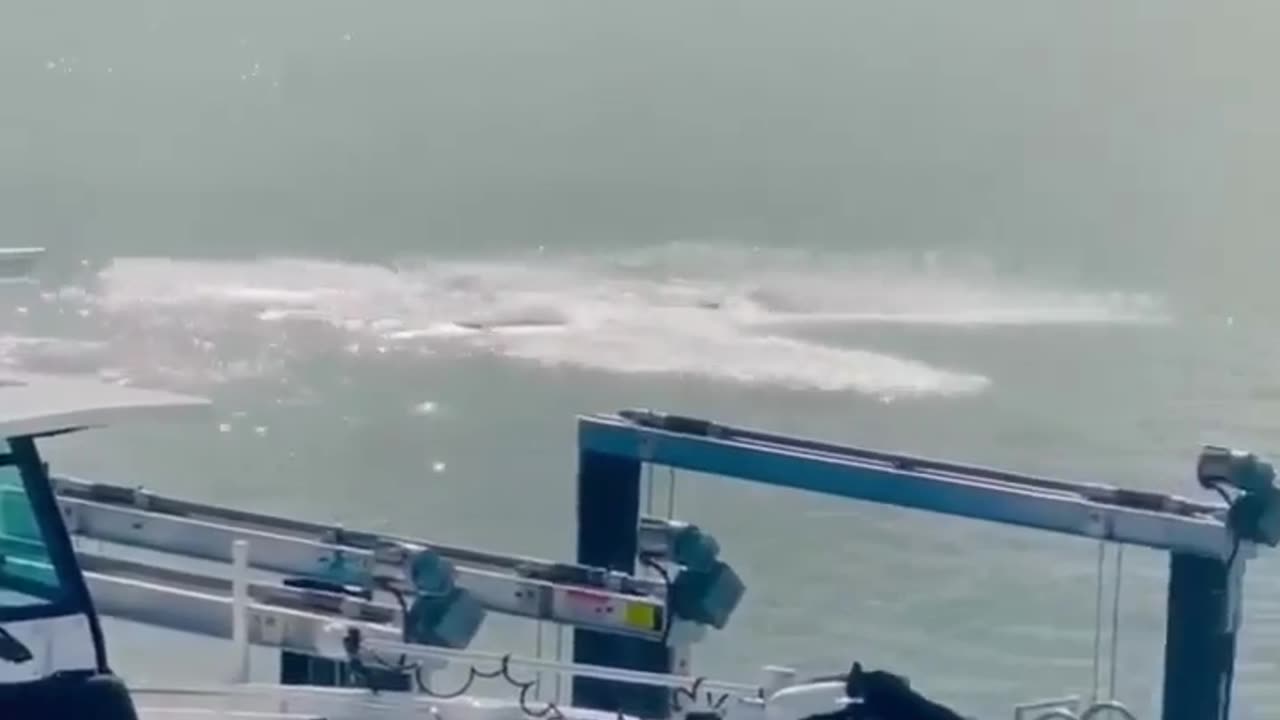 😂🐬 Insane Dolphin Toss! | FunFM