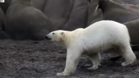 Epic Battle: Polar Bear vs. Walrus – A Fierce Arctic Showdown