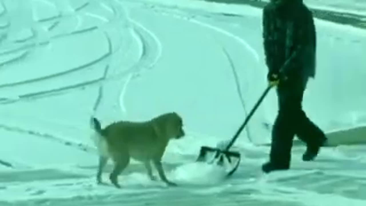 Snow Play Playful Dog