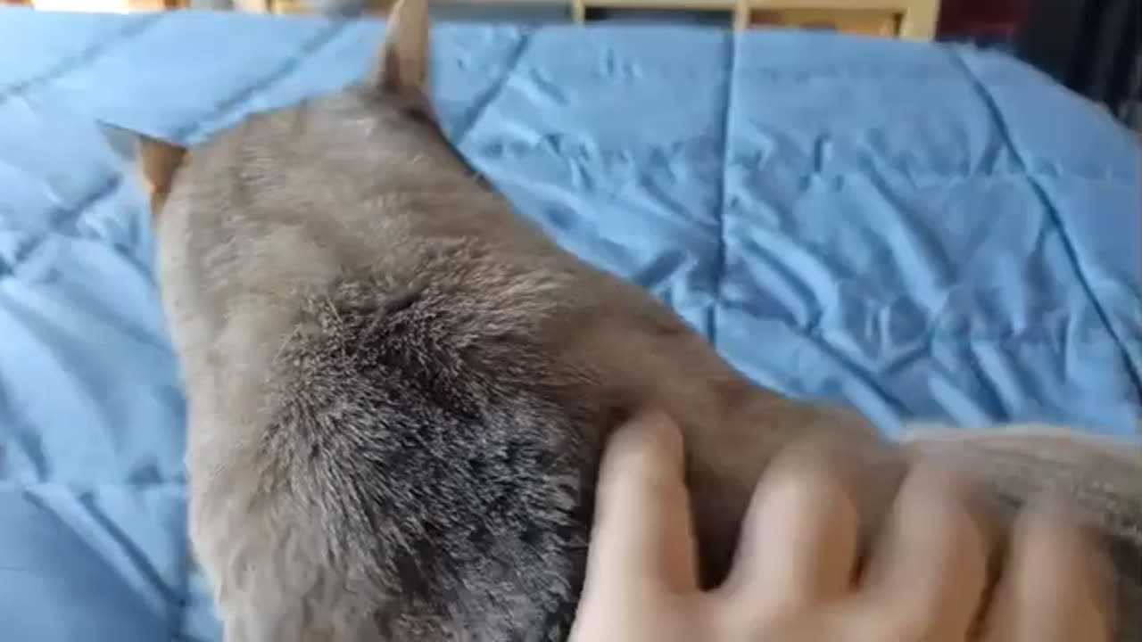 So Friendly, So Cute: Watch This Cat Make Everyone Smile