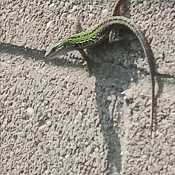 Italian wall lizard
