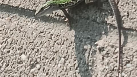 Italian wall lizard