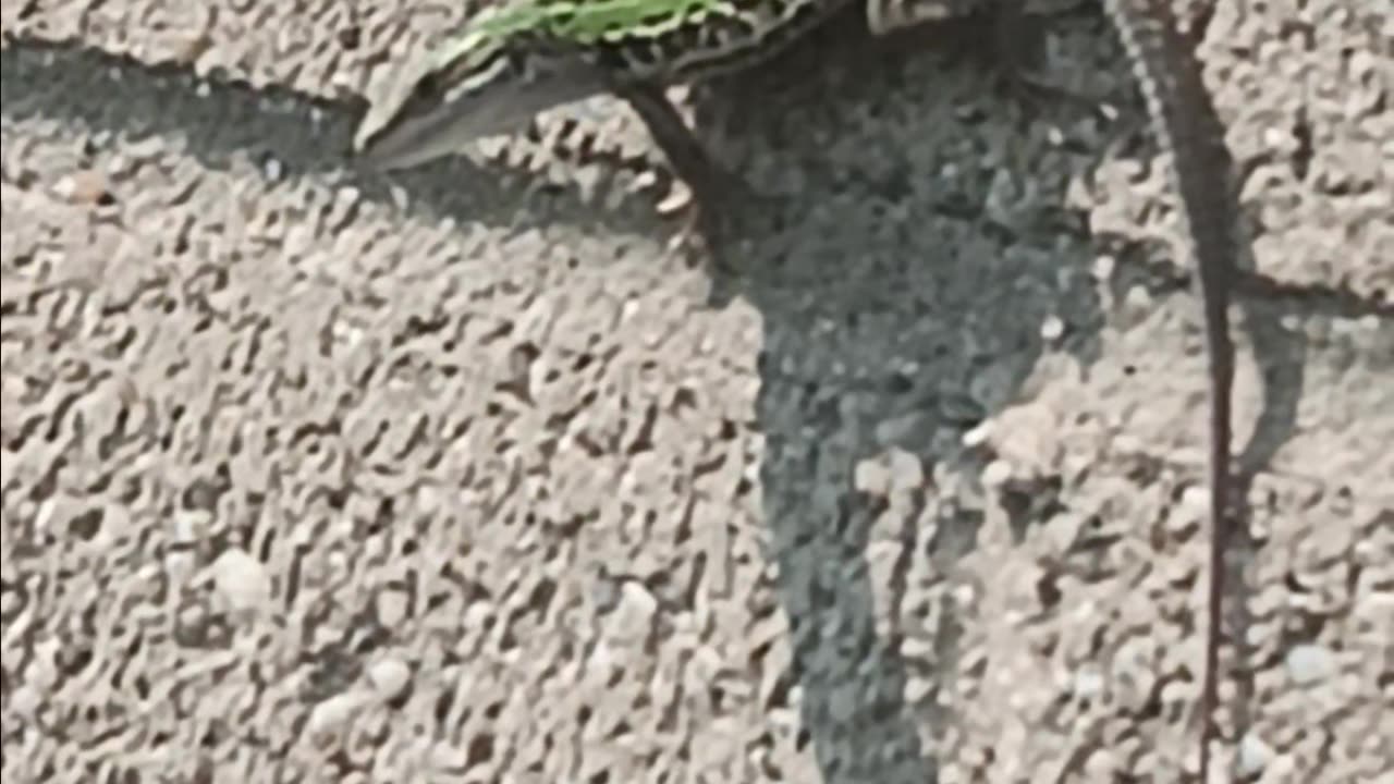 Italian wall lizard