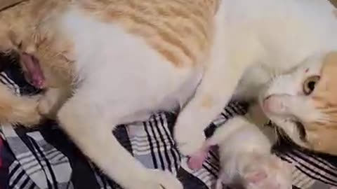 Very qute baby of cats