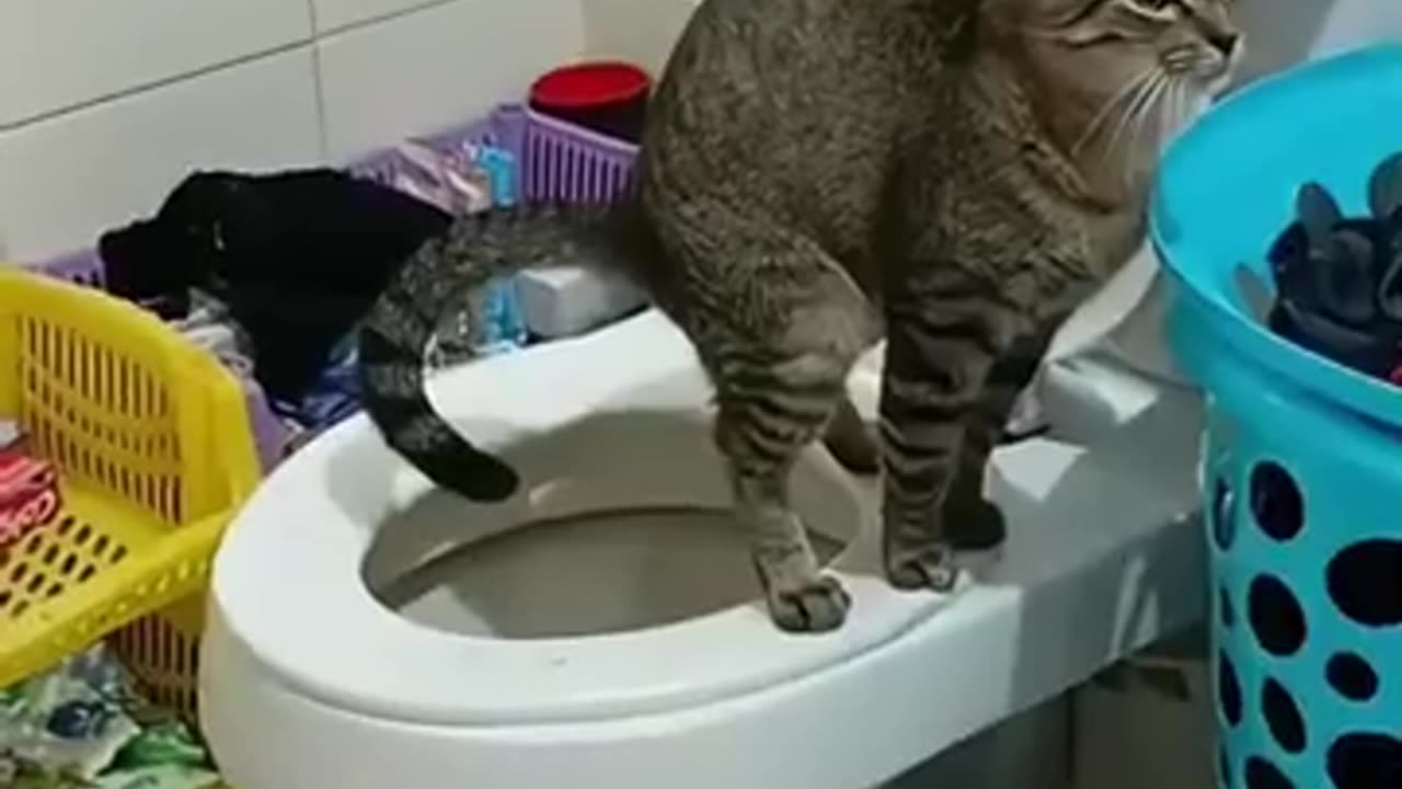 My Cat Forgets How to Be a Cat #cat #kitten #fun #funny #pets #animals #funnyvideo #usa