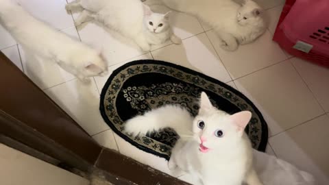 My Cats Get Worried When I Use the Bathroom