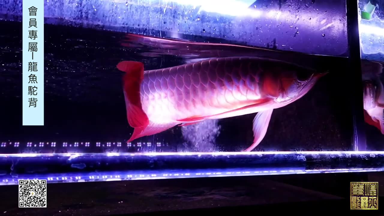 【龍爵士】YOUTUBE會員專屬-龍魚駝背 _水族_龍魚_入門級會員