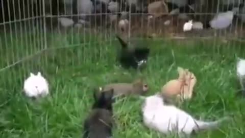 Cat Hardware Rabbit Software