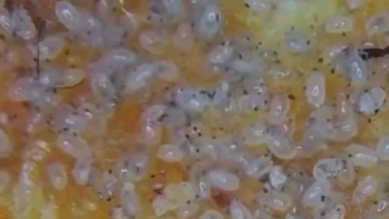 Yes I know you all like to eat Doritos, and no I do not eat Doritos.