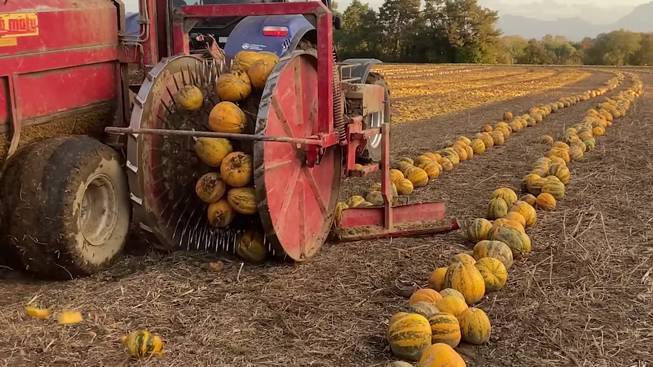 Pumpkin Harvesting