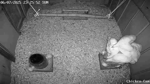 Millar Time Chicken Cam