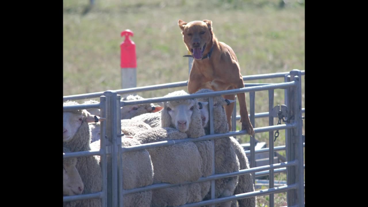 Australian Yard Dog & National Kelpie Field Competition 2025