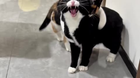 🌟 Happy Feline Life | Cute Cat Debut Project 🐾