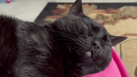 Cute Precious Piper Falls Into a Restful Sleep - Adopting a Cat from a Shelter Vlog
