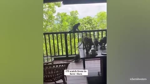 Funny Monkeys 🐒😄