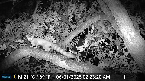Hunting the Ring-Tail