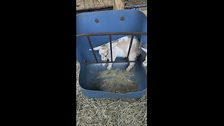 Get a baby goat for Christmas