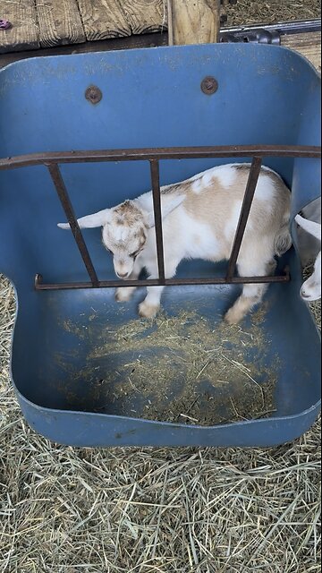 Get a baby goat for Christmas