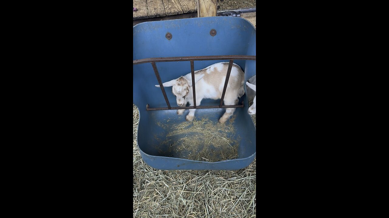 Get a baby goat for Christmas