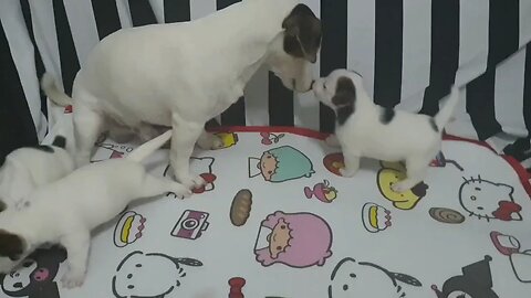 Cute Dogs And Puppies
