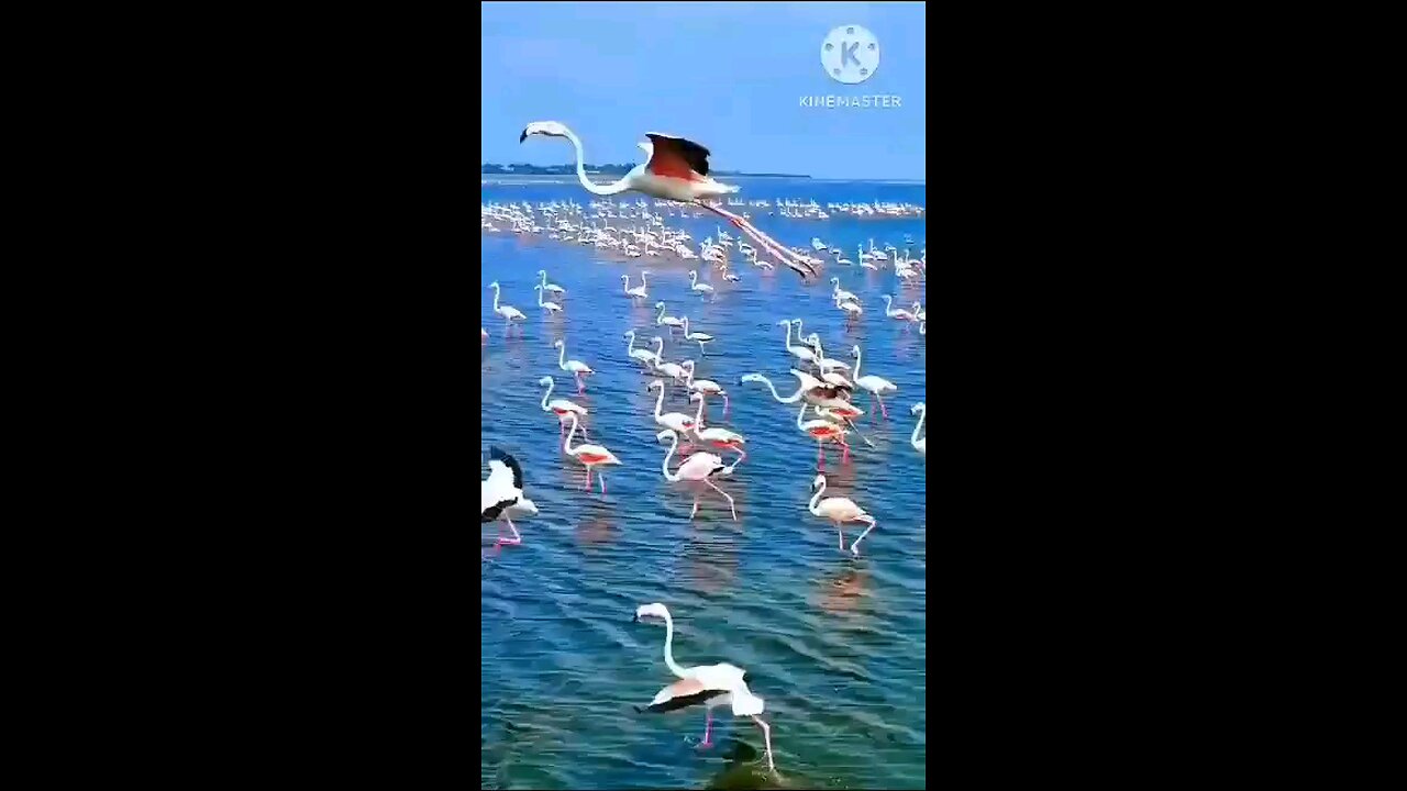 Bengali Song and Birds