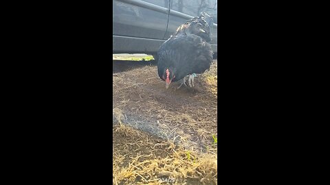 Pretty girl scratching up some good dirt!