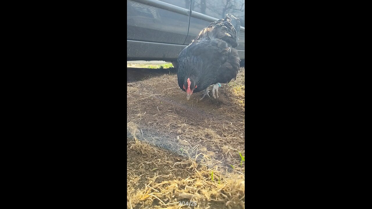 Pretty girl scratching up some good dirt!