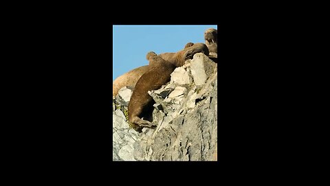 Animal world
