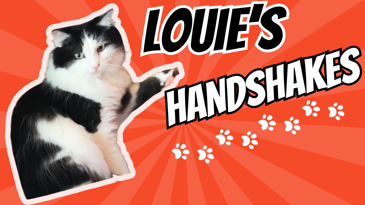 Cat Training | Funny Tuxedo Cat Shakes Hands